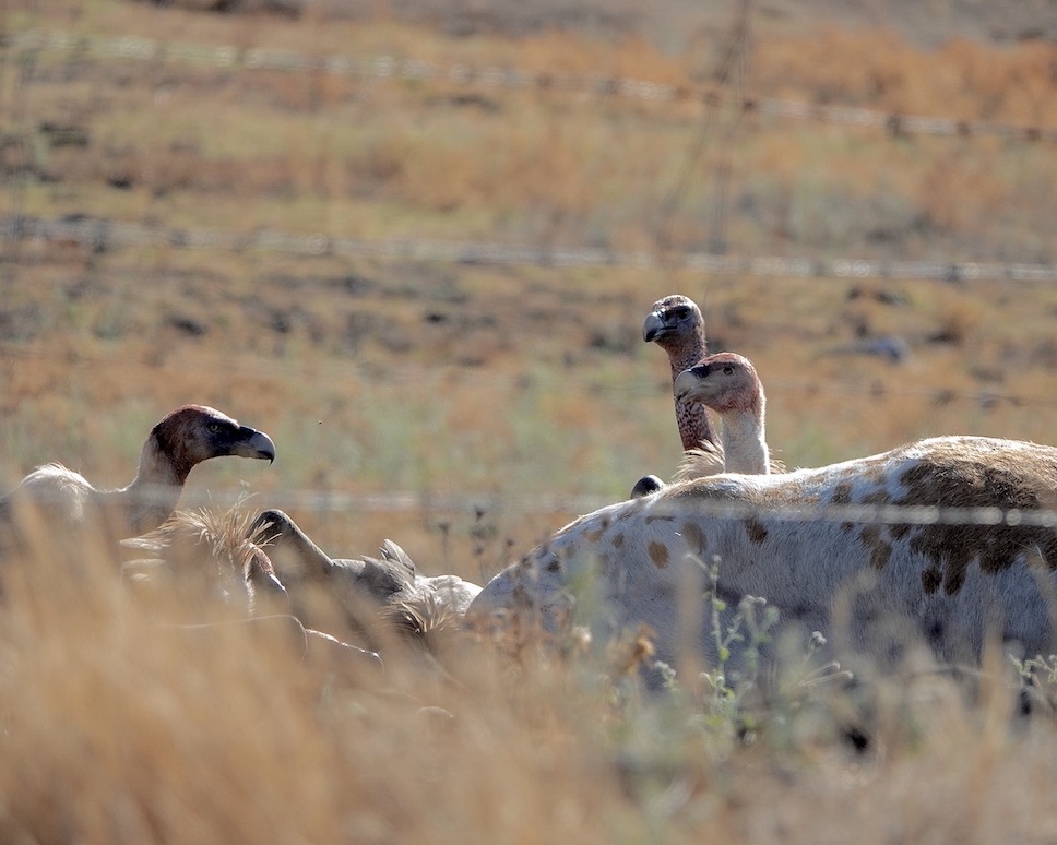 Griffon vulture